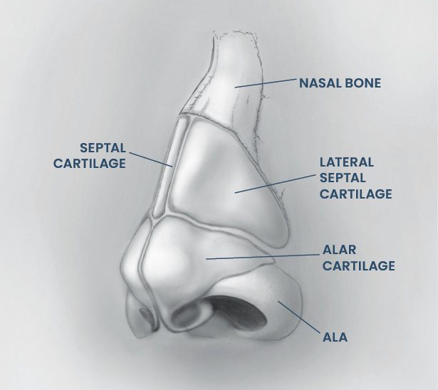 rhinoplasty 2